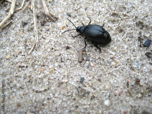 Black beetle on the white sand