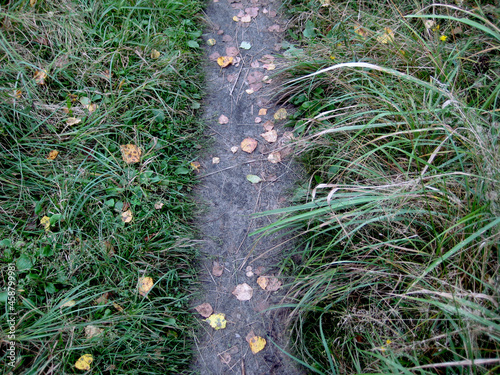 Autumn forest path. Walk in the woods