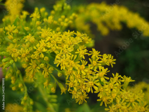 Yellow flowers in the garden