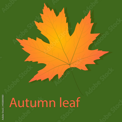 autumn maple leaf
