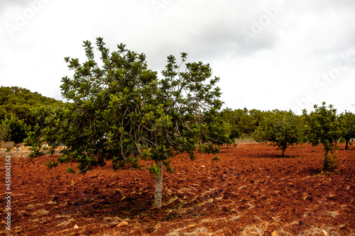 Mediterranean olive field with old  trees and red ground in Spain.