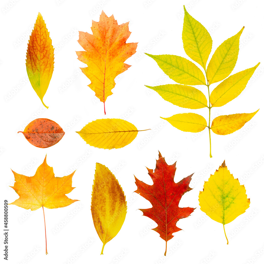 Set collection of beautiful colored autumn leaves