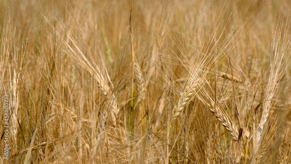 golden spikelets of wheat in the field close up. Ripe large golden ears of wheat against the yellow background of the field. Close-up, nature. The idea of a rich summer harvest, farming golden spikelets of wheat in the field close up. Ripe large golden ears of wheat against the yellow background of the field. Close-up, nature. The idea of a rich summer harvest, farming
