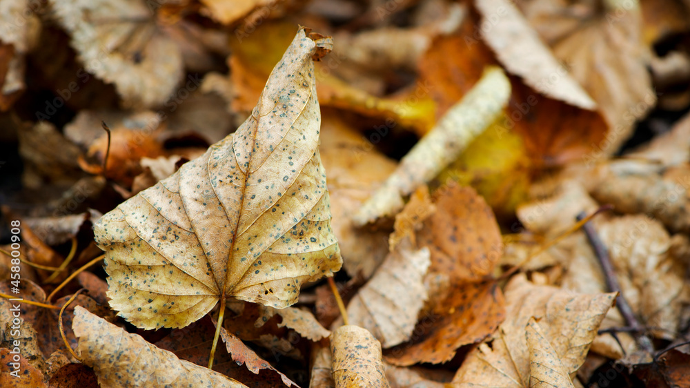 Dry leaves on the ground in a beautiful autumn forest. autumn background, fallen leaves in a forest or park. Grove. walk in the fresh air. selective soft focus. autumn colors, beautiful season Dry leaves on the ground in a beautiful autumn forest. autumn background, fallen leaves in a forest or park. Grove. walk in the fresh air. selective soft focus. autumn colors, beautiful season