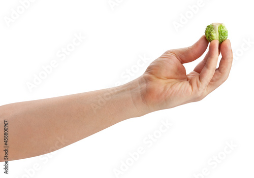 brussels sprouts in hand path isolated on white
