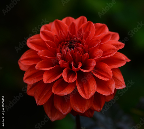 Dahlia
