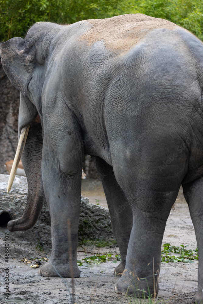 Naklejka premium A really big elephant tries to get some food out of the grid. The biggest animal on earth. Amazing how big and beautiful the elephants are.
