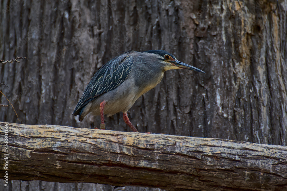 Obraz premium Black crowned night heron
