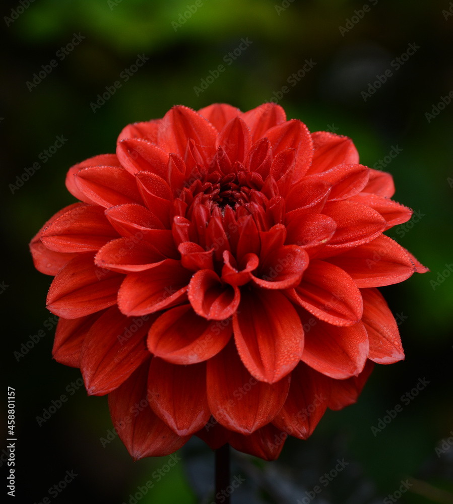 Dahlia