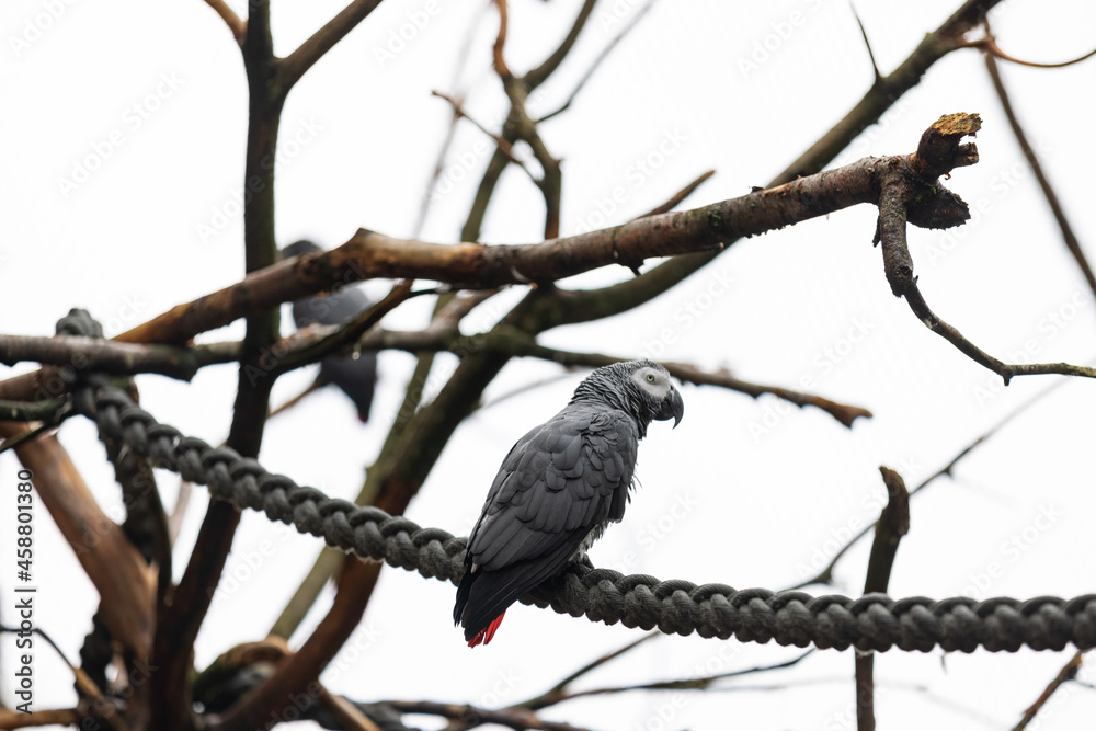 Dangerous bird in the savanna looking for some smaller animals to eat them. Wonderful bird is sitting on a tree. Dangerous bird in the savanna looking for some smaller animals to eat them. Wonderful bird is sitting on a tree.