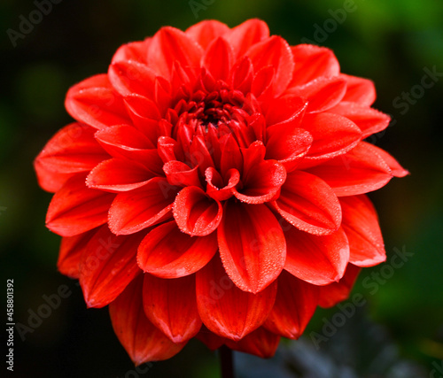 Dahlia