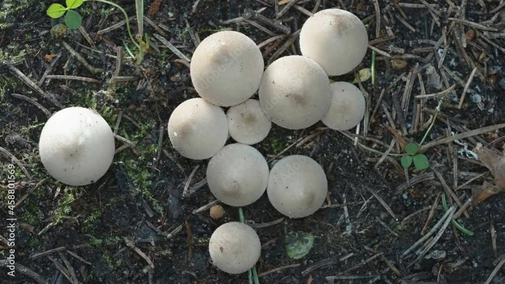 Top view of the white puffballs mushroom on the ground as seen on a closer look in Estonia Top view of the white puffballs mushroom on the ground as seen on a closer look in Estonia