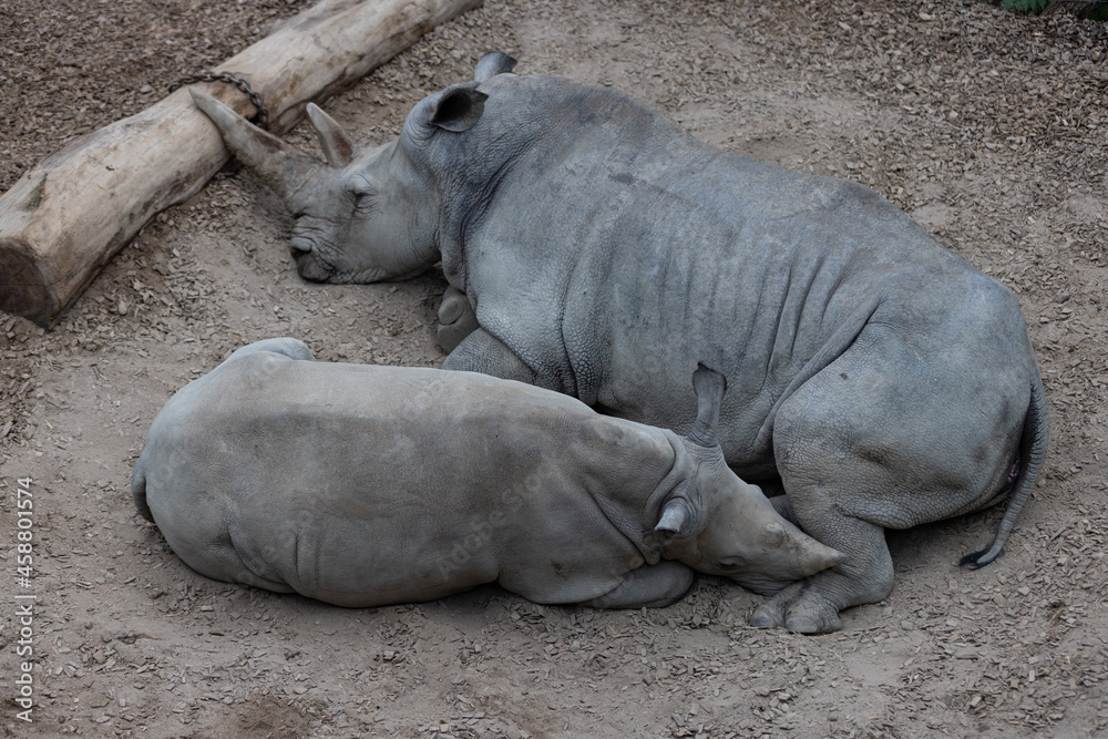 A really big rhino is sleeping on the ground and take some time to relax. The wonderful rhinos are chilling together and play. A really big rhino is sleeping on the ground and take some time to relax. The wonderful rhinos are chilling together and play.