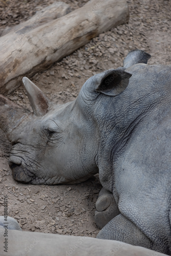 A really big rhino is sleeping on the ground and take some time to relax. The wonderful rhinos are chilling together and play. A really big rhino is sleeping on the ground and take some time to relax. The wonderful rhinos are chilling together and play.