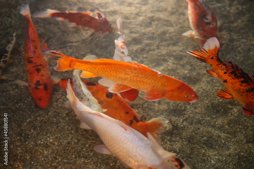 Bild auf Leinwand Koi carp fish swimming in the lake, blurred background