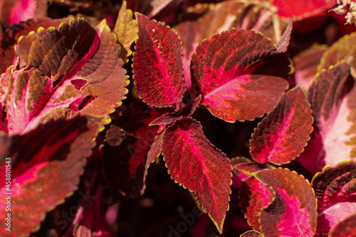 Coleus is a red decorative flower. Background of colorful bright burgundy leaves top view. Red petals with streaks close-up on a bright sunny day. Floral background.texture template for natural design