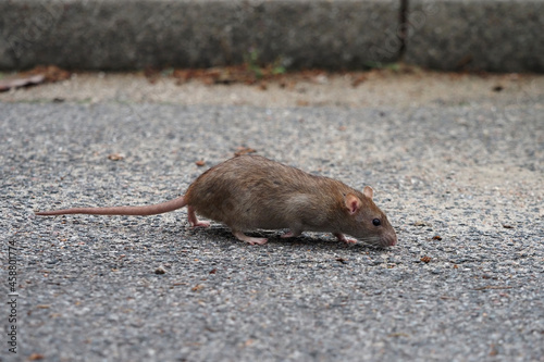 eine braune Ratte (rattus norvegicus) läuft auf einer straße photo