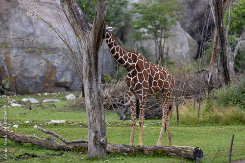 A giraffe walking through the savanna and eats some leaves from the trees. You see some other giraffes in the background. The giraffe is one of the biggest animal on earth.