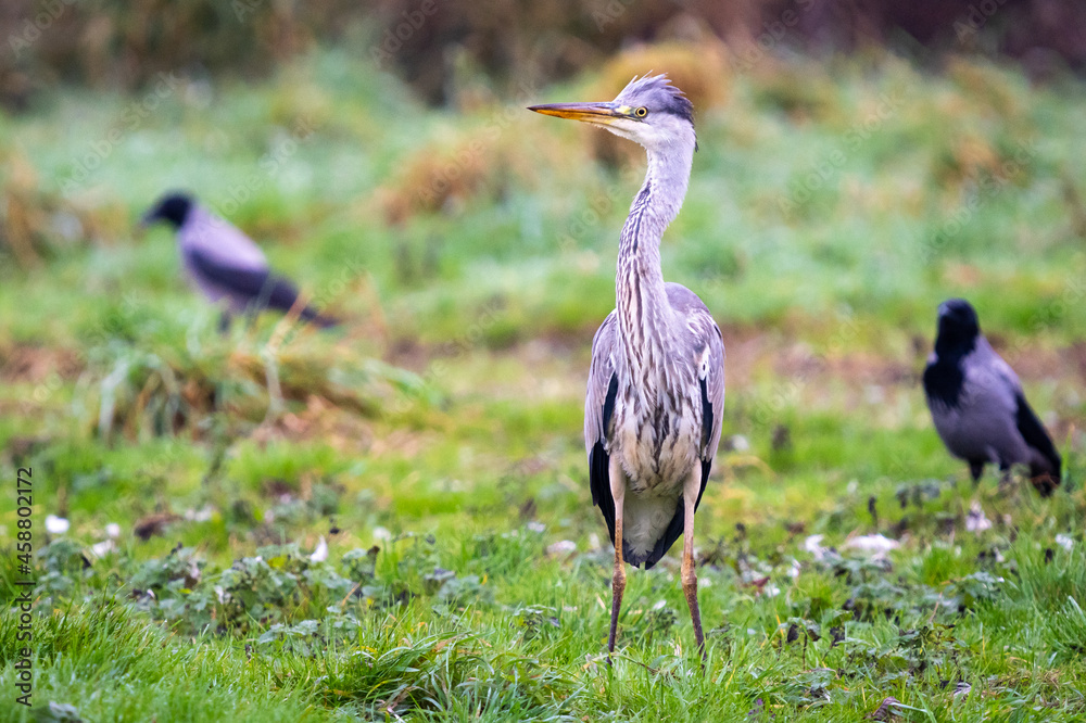 Naklejka premium Heron searching for food in Vittskövle, Skåne, Sweden. This picture in taken from a hiding place.