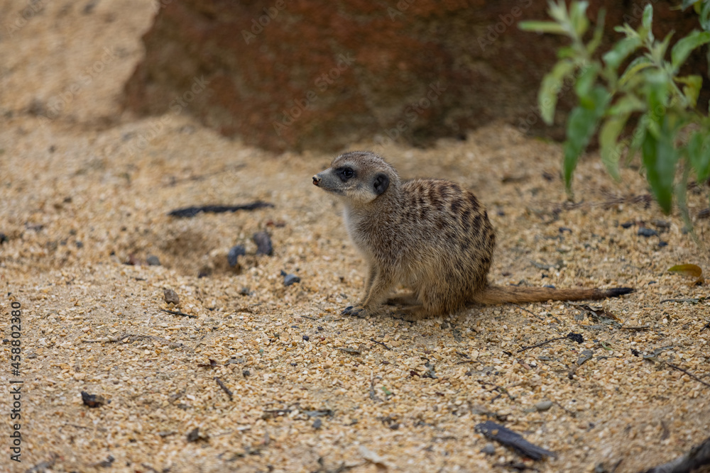 Fototapeta premium So many cute meerkats at one place. They are running and playing together in the sand. Another meerkat stands and looking around for some dangerous animals to run away.