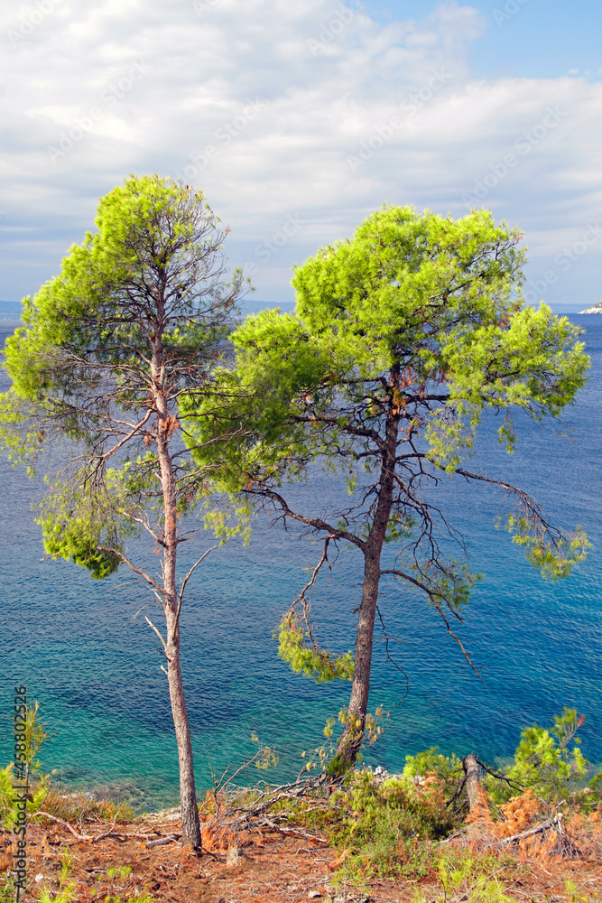 Hurricane survivors. Two pine trees on the shores of the Aegean Sea on a sunny warm day