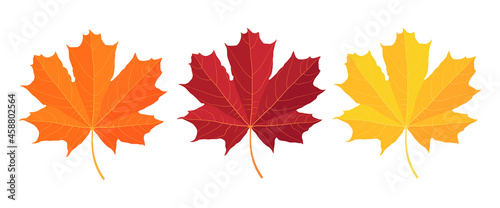 Maple leaves. Three maple leaves. Vector illustration isolated on white background.
