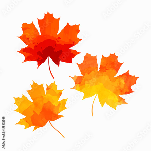 Watercolor maple leaves. Three maple leaves. Vector illustration isolated on white background.