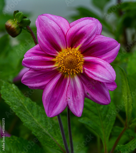 Dahlia