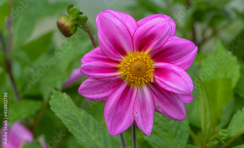 Dahlia