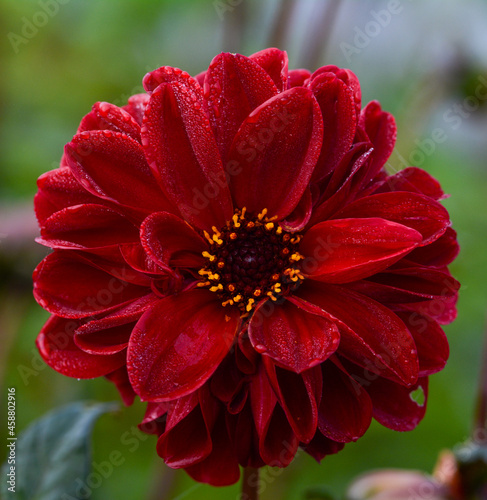 Dahlia