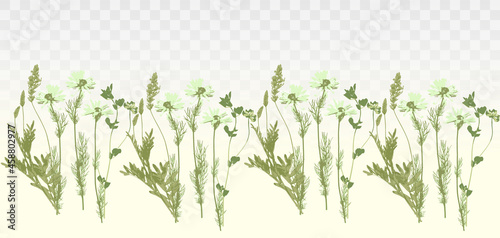 Natural herbs border, wild field grass and chamomile. Herbal green seamless row, with transparent background.