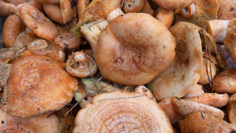 mushroom lactarius Lactarius lie on the table close-up, background mushroom lactarius Lactarius lie on the table close-up, background