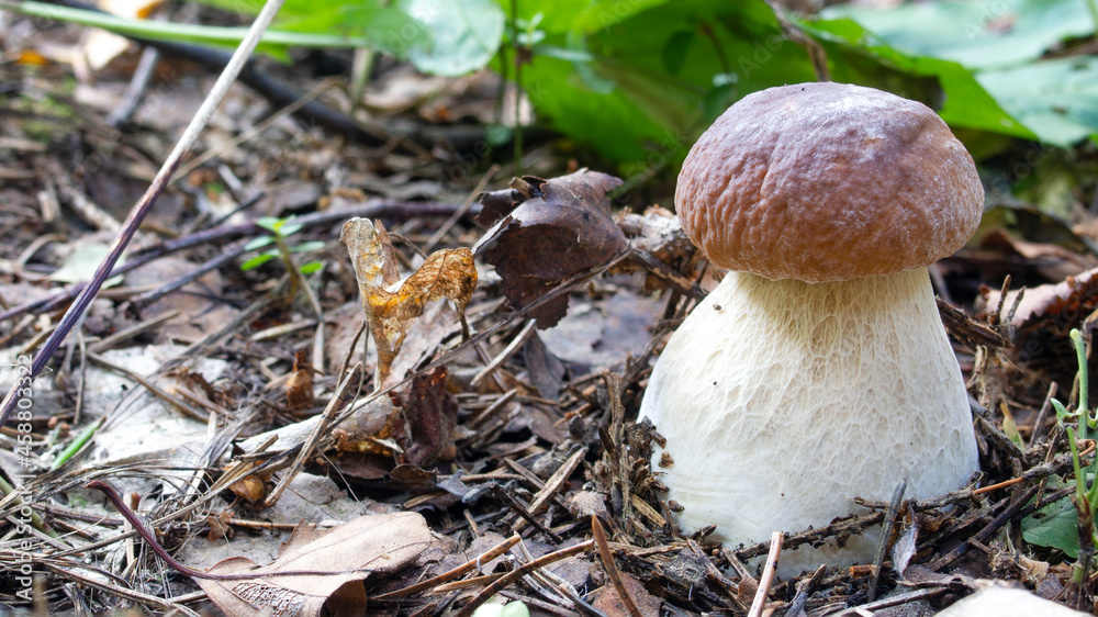 porcini mushroom grows in the forest porcini mushroom grows in the forest