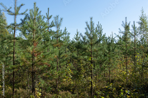 Young pines in the Vladimir region
