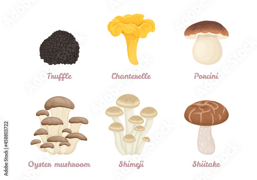 Set of vector cartoon mushrooms. Porcini, Chanterelle, Truffle, Oyster mushroom, Shimeji, Shiitake.