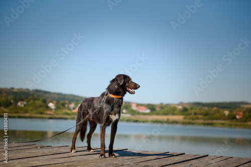 A dog from a dog shelter at an obedience and socialization training by the lake.