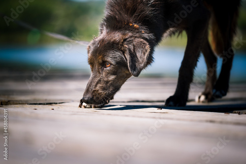 Foto A dog from a dog shelter at an obedience and socialization training by the lake