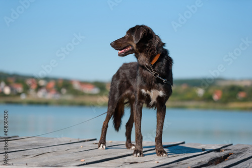 Bilde på lerret A dog from a dog shelter at an obedience and socialization training by the lake