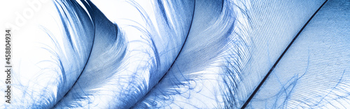 Obraz na plátně a little blue feather on a white background