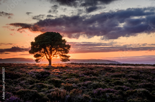 Fototapeta Naklejka Na Ścianę i Meble -  Lone tree at sunset on Carrot Hill Angus Scotland