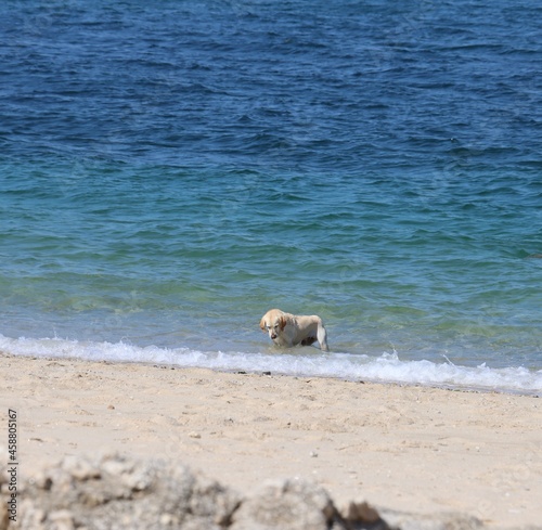 Labrador in the sea