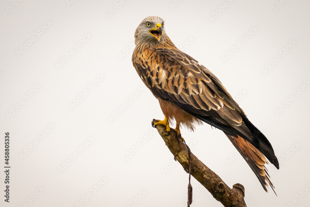 Red kite looking for food. This picture in taken from a hiding place. Red kite looking for food. This picture in taken from a hiding place.