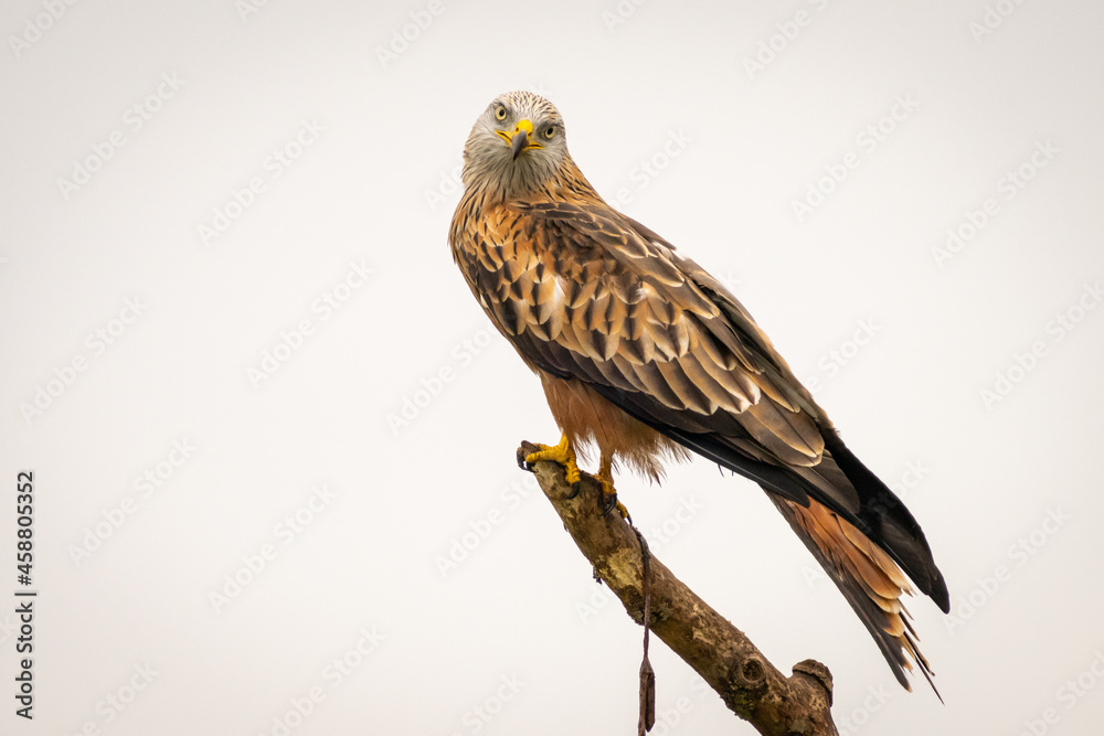 Red kite in Vittskövle, Skåne, Sweden. This picture in taken from a hiding place. Red kite in Vittskövle, Skåne, Sweden. This picture in taken from a hiding place.