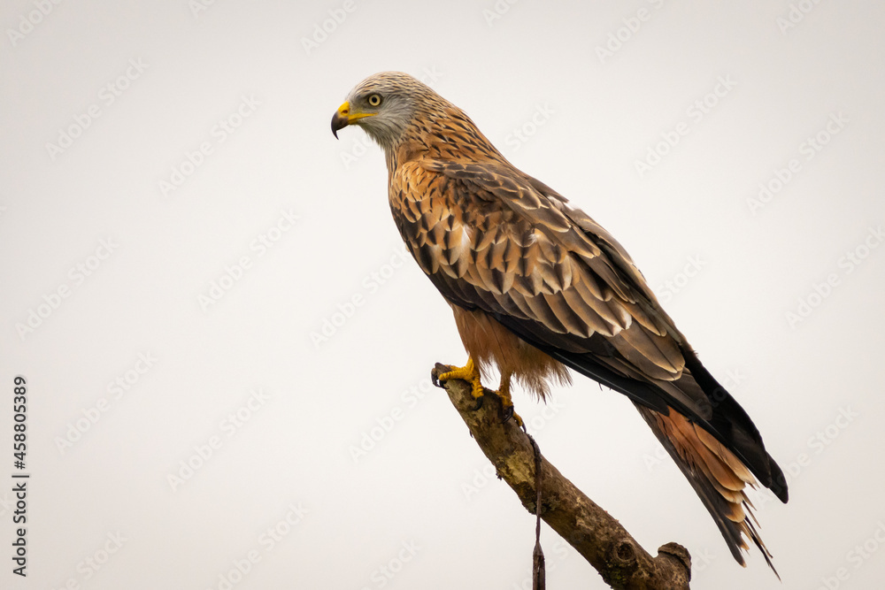 Red kite in Vittskövle, Skåne, Sweden. This picture in taken from a hiding place. Red kite in Vittskövle, Skåne, Sweden. This picture in taken from a hiding place.