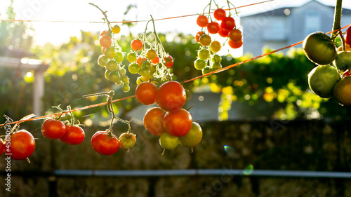 Fototapeta Naklejka Na Ścianę i Meble -  bunches of tomatoes drying in the sun