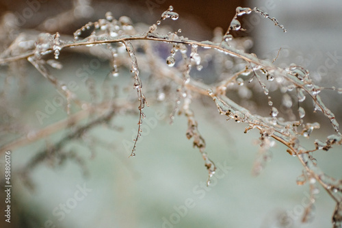 Frozen branch in winter cold