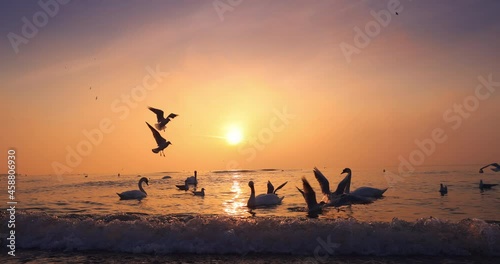 Beautiful sunrise over the beach. Swans, ducks and seagull birds  floating on the ripple water.