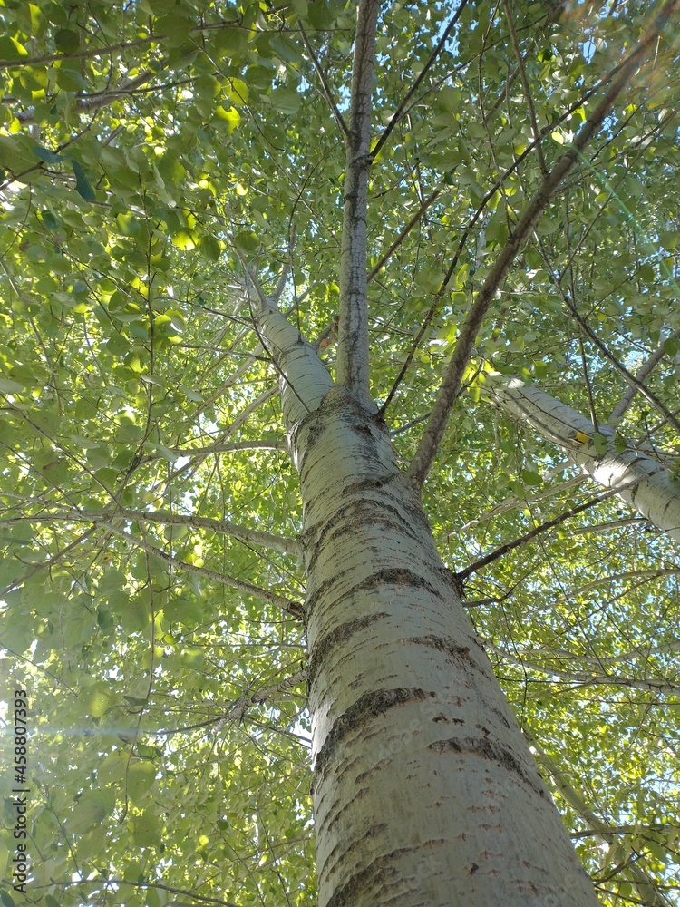 Fototapeta premium tree in the forest