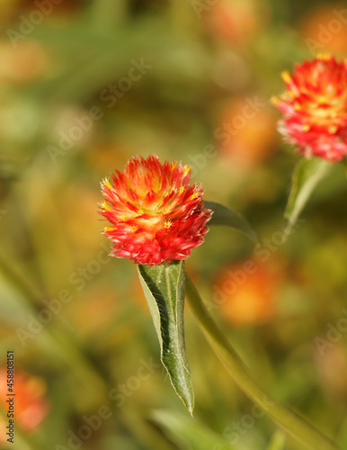 Gros plan sur une fleur d'amaranthine ou gomphréna globuleuse de forme ovoïde, texturée jaune, rouge orangé entouré du petites feuilles pointues sur tige peu ramifiée