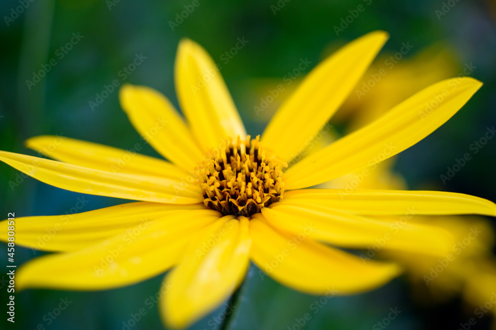 Flowers in the garden